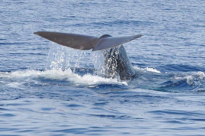 Whale and Dolphin Watching Tour on Pico Island - Frequently Asked Questions (FAQ)
