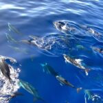 Whale & Dolphin Watching in Madeira - Authenticity and Review Highlights