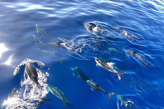 Whale & Dolphin Watching in Madeira - Authenticity and Review Highlights