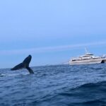 Whale Safari in Tromso - Exploring Tromsø Whale Safari: An In-Depth Review