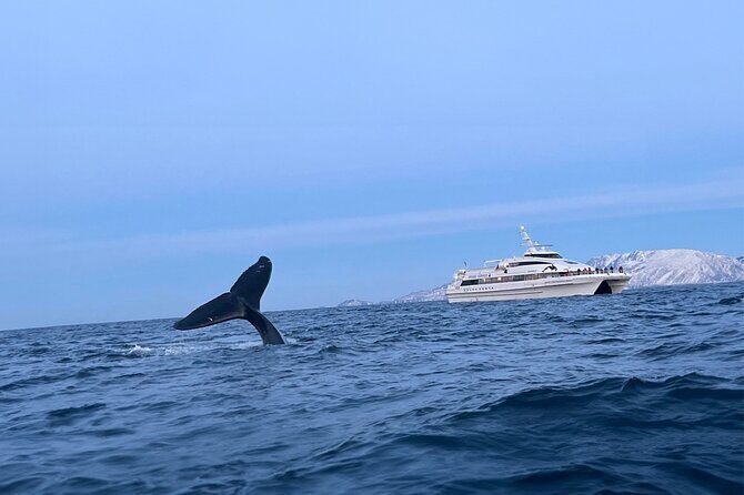 Whale Safari in Tromso - Exploring Tromsø Whale Safari: An In-Depth Review