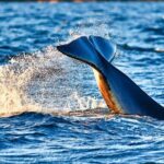 Whale safari with Puffins and Muffins (Andøy, Vesterålen) - Who Will Love This Tour?