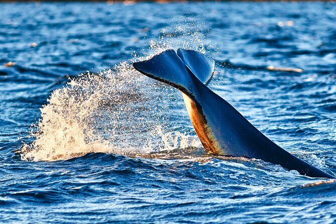 Whale safari with Puffins and Muffins (Andøy, Vesterålen) - Who Will Love This Tour?