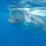 Whale Shark Adventure in Isla Mujeres and Cancun - FAQs