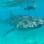 Whale Shark and Snorkeling Adventure from Isla Holbox - What Really Sets This Tour Apart?