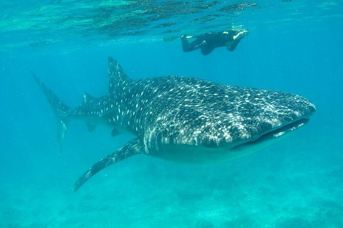 Whale Shark and Snorkeling Adventure from Isla Holbox - What Really Sets This Tour Apart?
