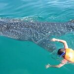 Whale Shark from Cancun, Riviera Maya and Tulum All Inclusive - The Real Experience: What Travelers Say