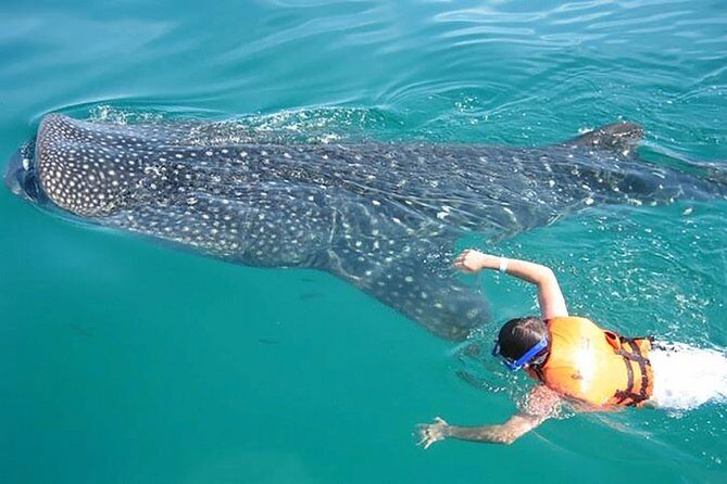 Whale Shark from Cancun, Riviera Maya and Tulum All Inclusive - The Real Experience: What Travelers Say