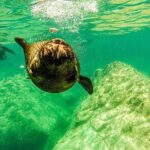 Whale Shark & Sea Lion Snorkeling Picnic at Espiritu Santo Island - Final Thoughts: Is This Tour for You?
