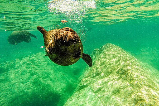 Whale Shark & Sea Lion Snorkeling Picnic at Espiritu Santo Island - Final Thoughts: Is This Tour for You?