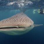 Whale-Shark Snorkeling Excursion to La Paz - Why This Tour Stands Out