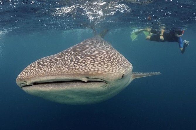 Whale-Shark Snorkeling Excursion to La Paz - Why This Tour Stands Out
