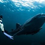 Whale Shark Snorkeling in La Paz - Final Thoughts: Who Should Consider This Tour?