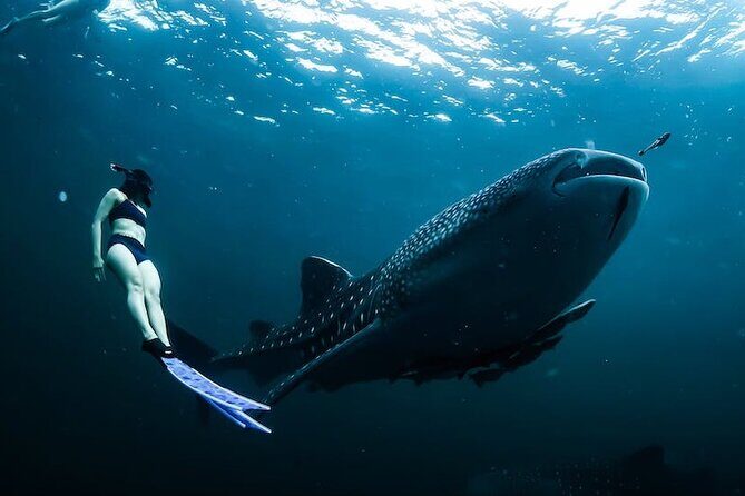 Whale Shark Snorkeling in La Paz - Final Thoughts: Who Should Consider This Tour?