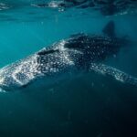Whale Shark snorkeling tour in a reduced group with local marine biologist - The Value of the Experience