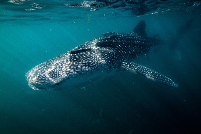 Whale Shark snorkeling tour in a reduced group with local marine biologist - The Value of the Experience