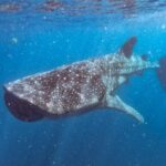 Whale Shark Swim Adventure SMALL GROUP from Cancun - Final Thoughts: Why This Tour Stands Out