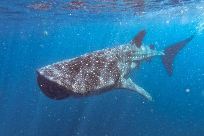 Whale Shark Swim Adventure SMALL GROUP from Cancun - Final Thoughts: Why This Tour Stands Out