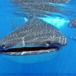 Whale Shark Tour from Cancun, Playa del Carmen, Tulum and Riviera Maya - Who Should Consider This Tour?