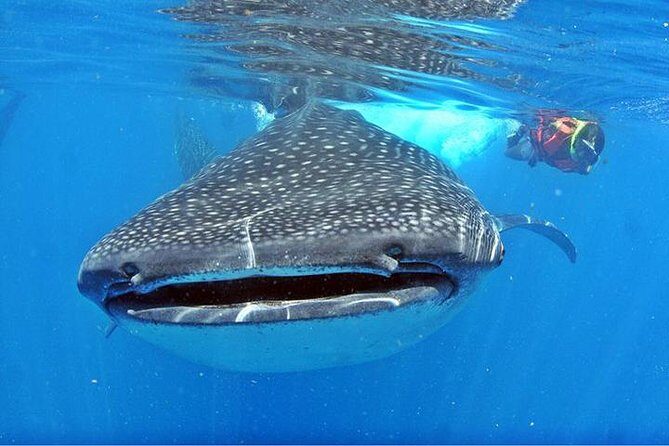 Whale Shark Tour from Cancun, Playa del Carmen, Tulum and Riviera Maya - Who Should Consider This Tour?