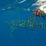 Whale Shark Tour from Holbox Island - The Authentic Touch