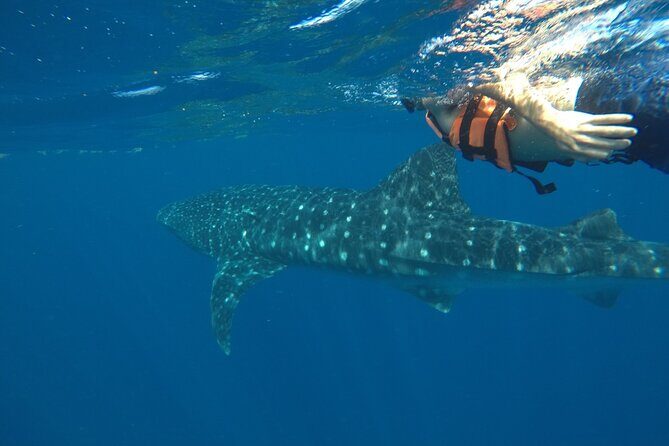 Whale Shark Tour from Holbox Island - The Authentic Touch