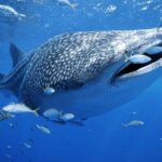 Whale Sharks Small-Group Tour in Cancun and Riviera Maya - Whats Included and Whats Not