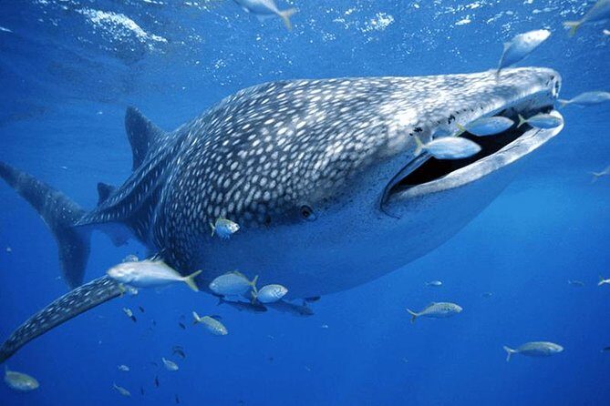 Whale Sharks Small-Group Tour in Cancun and Riviera Maya - Whats Included and Whats Not