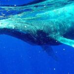 Whale Tour - Observe and swim with whales - Final Thoughts