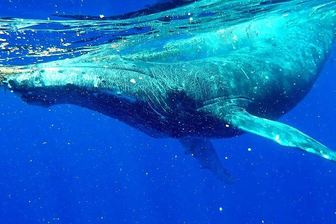 Whale Tour - Observe and swim with whales - Final Thoughts