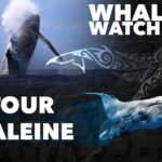 WHALE TOUR - Watching and Swimming with Whales - The Value of the Experience