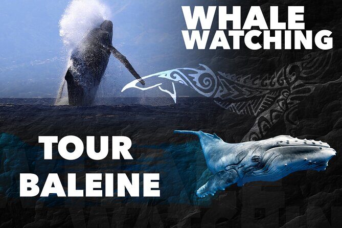 WHALE TOUR - Watching and Swimming with Whales - The Value of the Experience