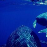 Whale Watch Excursion from the Big Island - Who’s Going to Love This?