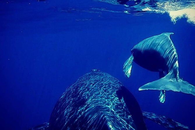 Whale Watch Excursion from the Big Island - Who’s Going to Love This?