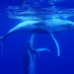 Whale watching 6 people half day - Why It’s Worth It