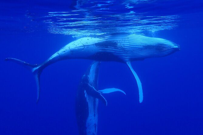 Whale watching 6 people half day - Why It’s Worth It