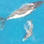 Whale Watching Activity - In-Depth Review of the Whale Watching Experience
