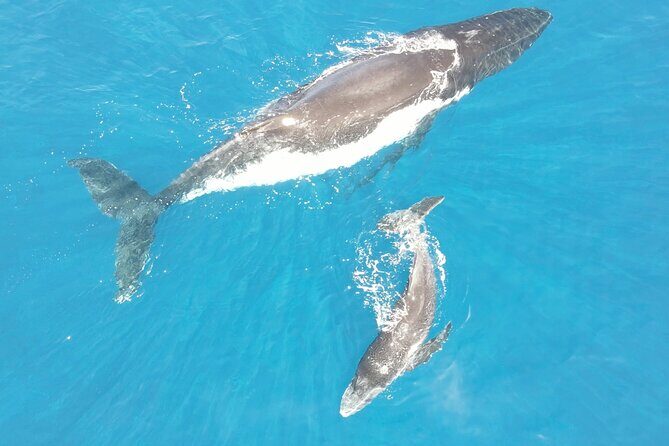 Whale Watching Activity - In-Depth Review of the Whale Watching Experience