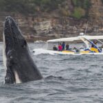 Whale Watching Adventure Cruise - Pricing and Value Consideration