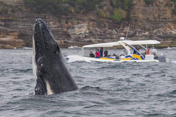 Whale Watching Adventure Cruise - Pricing and Value Consideration