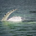 Whale Watching Adventure in Juneau - Who is This Tour Best For?