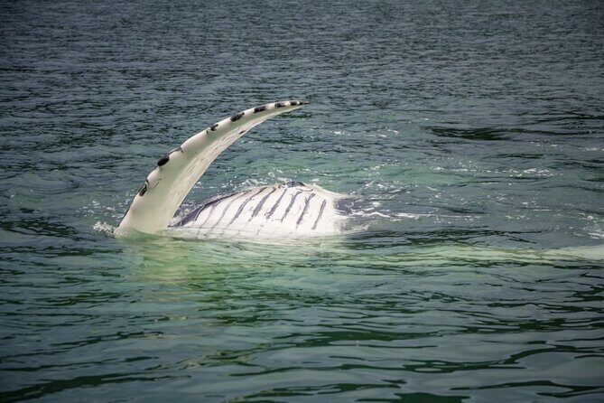 Whale Watching Adventure in Juneau - Who is This Tour Best For?