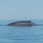 Whale Watching Adventure in Loretos Sea of Cortez - A Close Look at the Whale Watching Tour Experience