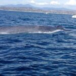 Whale Watching and Fishing Combination Excursions - Authenticity and Real Experiences from Travelers
