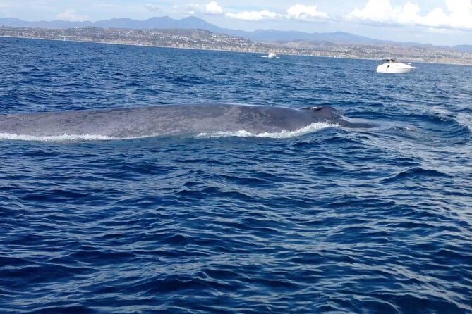 Whale Watching and Fishing Combination Excursions - Authenticity and Real Experiences from Travelers