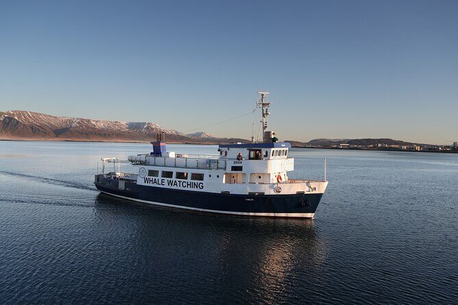 Whale Watching and Marine Life Tour in Reykjavik - The Experience: A Full Breakdown of the Tour