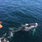 Whale Watching and Northern Lights Half-Day Combo Tour - Authentic Reviews and Insights