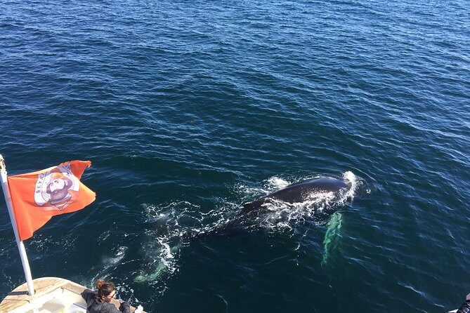 Whale Watching and Northern Lights Half-Day Combo Tour - Authentic Reviews and Insights