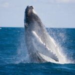Whale-Watching and Orange County Beaches Tour from Anaheim - Authentic Feedback from Travelers