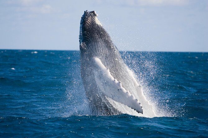 Whale-Watching and Orange County Beaches Tour from Anaheim - Authentic Feedback from Travelers